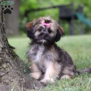 Sophia, Lhasa Apso Puppy